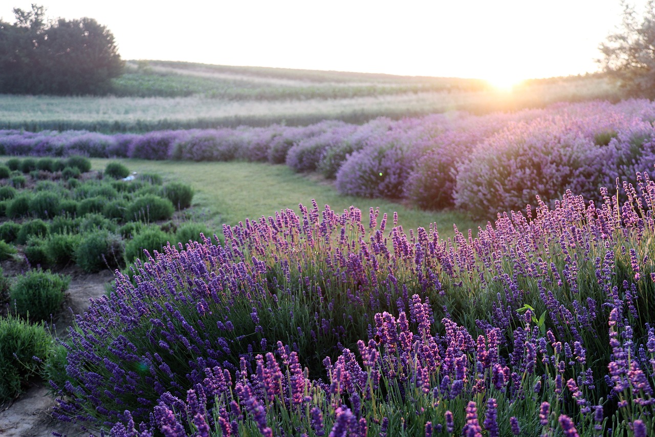 Crafting with Dried Lavender: Sachets, Wreaths, and More